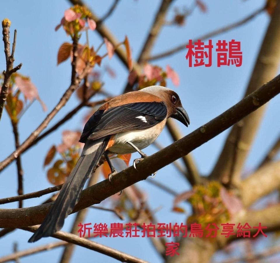Lala Mountain Homestay‧Cile Farm Hualing Eksteriør bilde